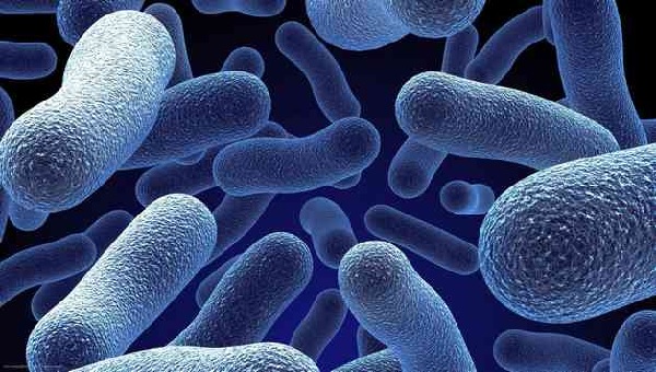 Бактерии, микробы